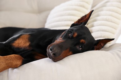 Photo of Adorable Doberman resting on sofa at home