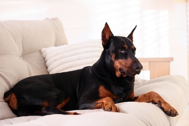 Photo of Adorable Doberman resting on sofa at home