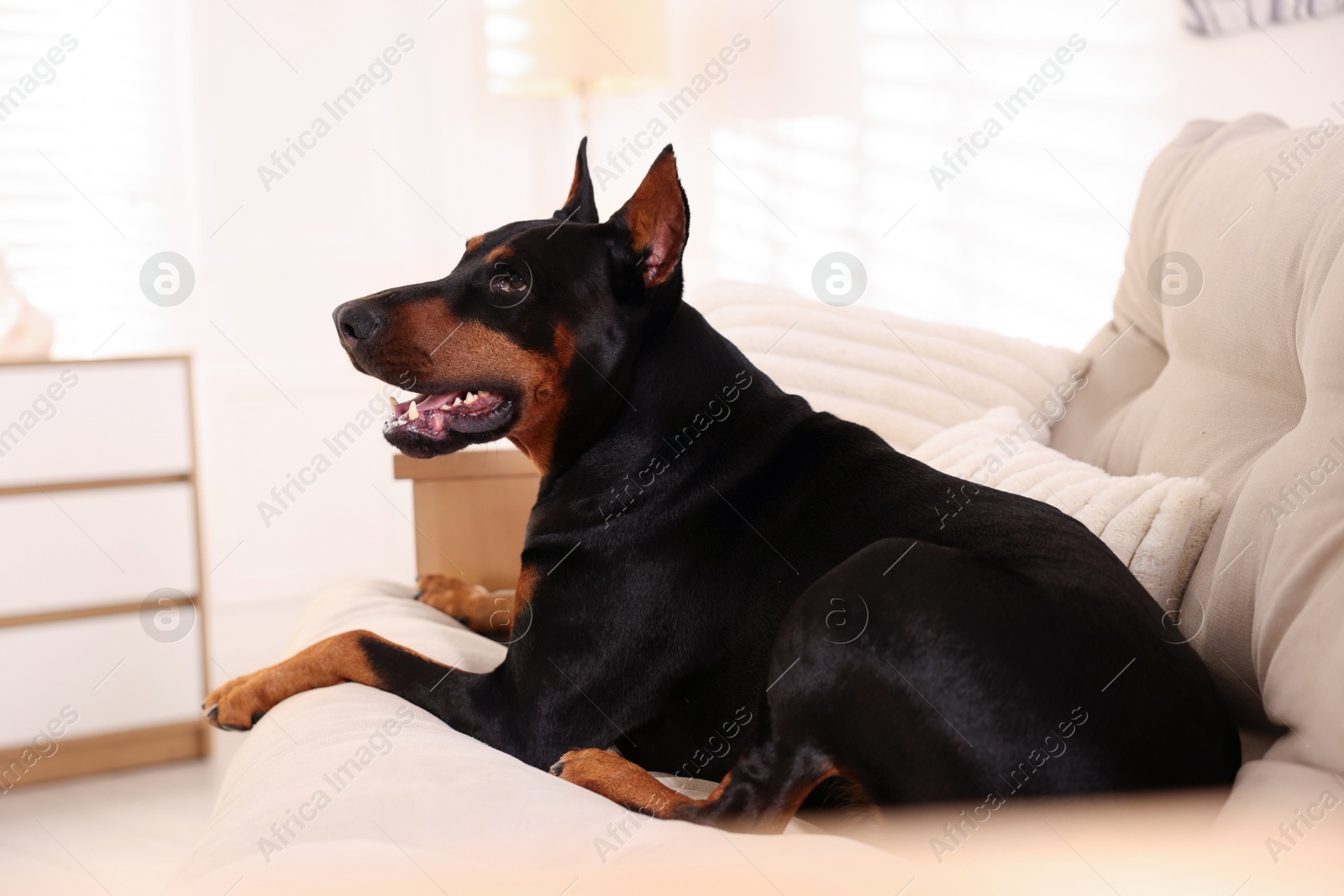 Adorable Doberman resting on sofa at home Photo of Adorable Doberman resting on sofa at home