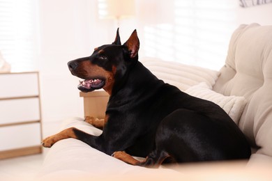 Photo of Adorable Doberman resting on sofa at home
