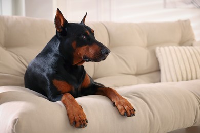 Photo of Adorable Doberman resting on sofa at home