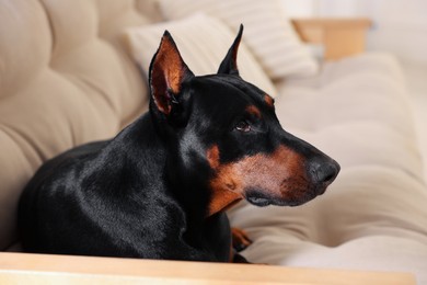 Photo of Adorable Doberman resting on sofa at home