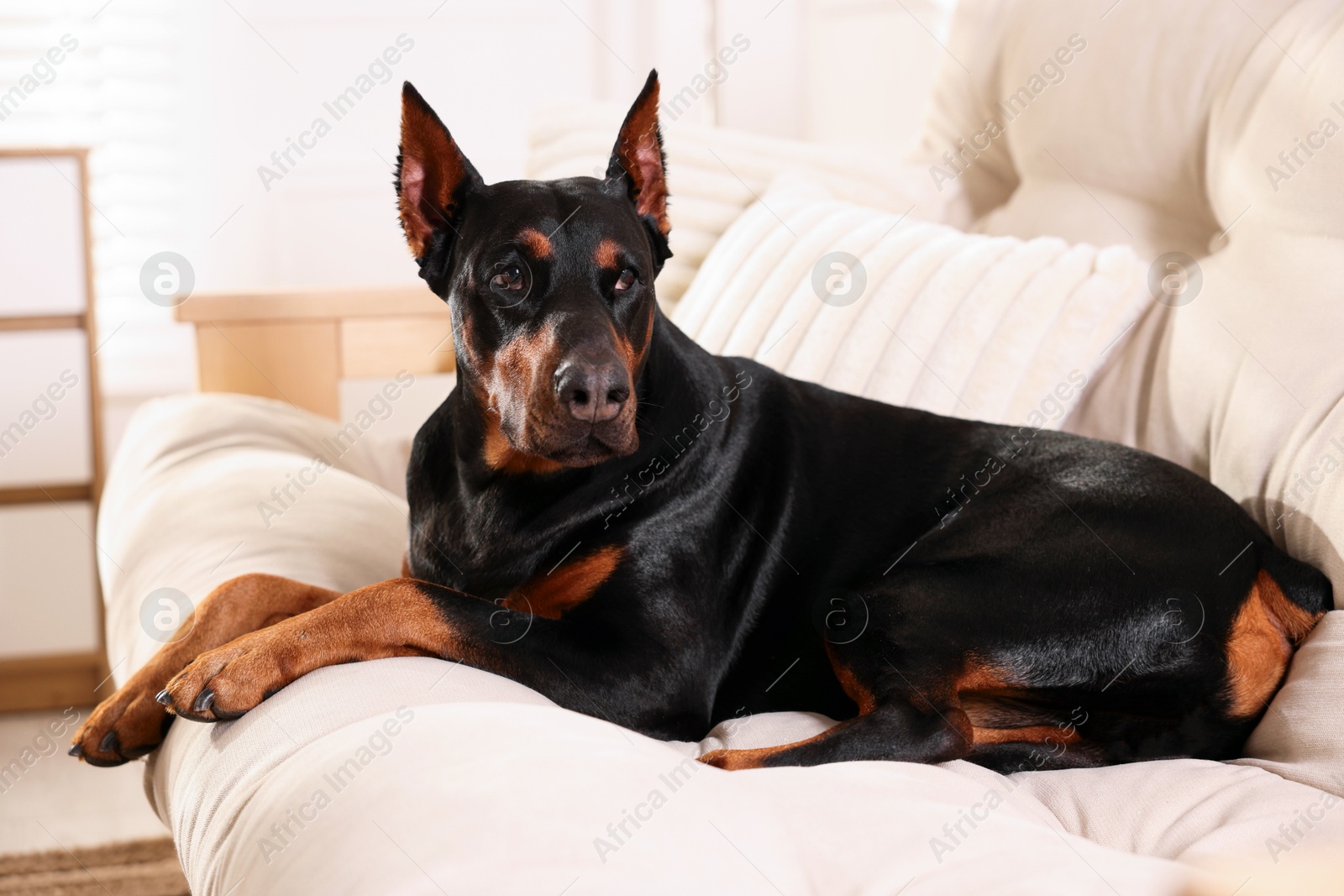 Adorable Doberman resting on sofa at home Photo of Adorable Doberman resting on sofa at home