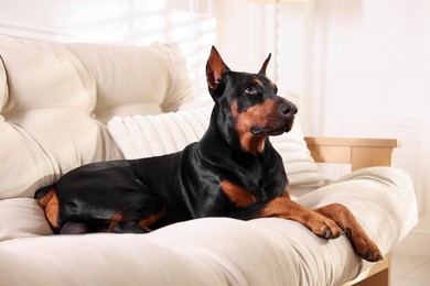 Photo of Adorable Doberman resting on sofa at home