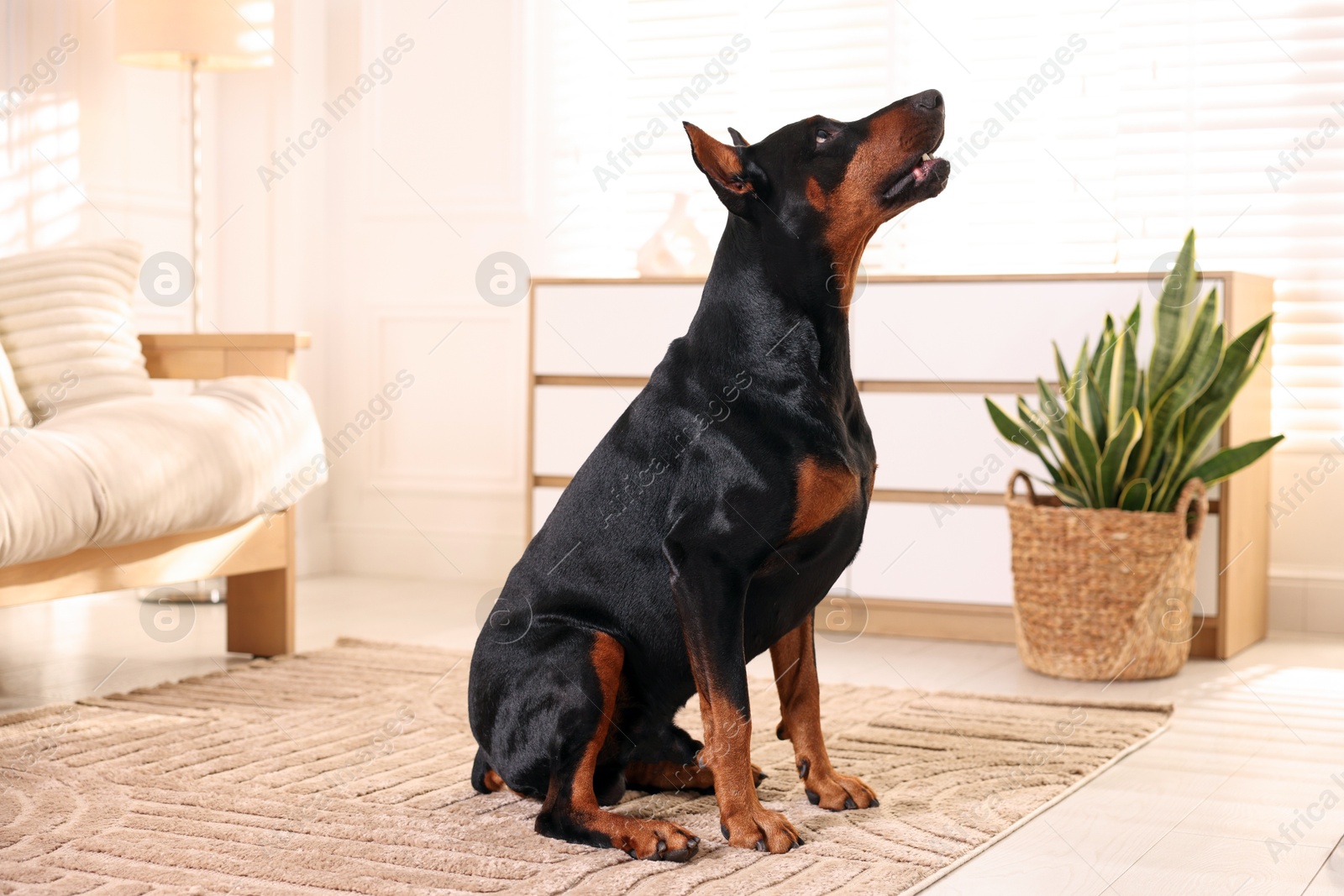 Adorable Doberman sitting on floor at home Photo of Adorable Doberman sitting on floor at home