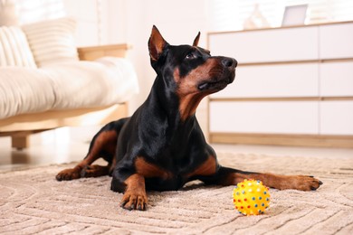 Photo of Adorable Doberman with toy on floor at home
