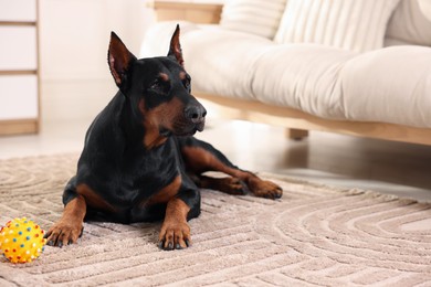 Photo of Adorable Doberman with toy on floor at home