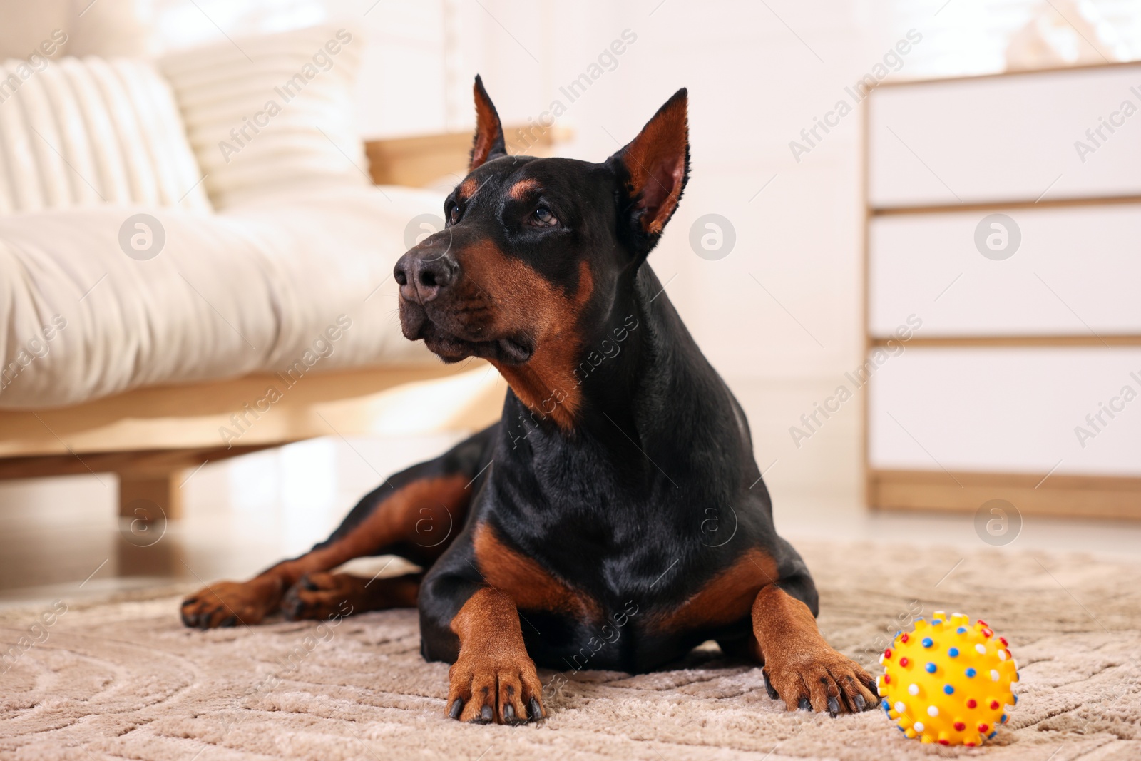 Adorable Doberman with toy on floor at home Photo of Adorable Doberman with toy on floor at home
