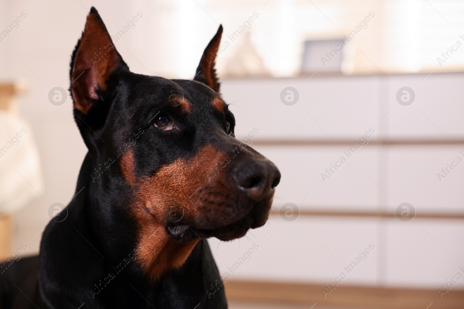 Portrait of adorable Doberman at home, closeup. Space for text Photo of Portrait of adorable Doberman at home, closeup. Space for text