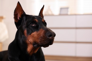 Photo of Portrait of adorable Doberman at home, closeup. Space for text