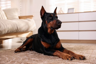 Photo of Adorable Doberman on floor at home. Domestic pet