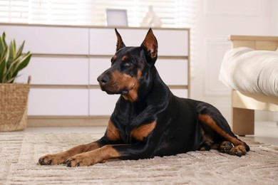 Photo of Adorable Doberman on floor at home. Domestic pet