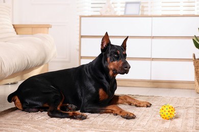 Photo of Adorable Doberman with toy on floor at home