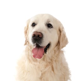 Photo of Cute Golden Retriever dog on white background