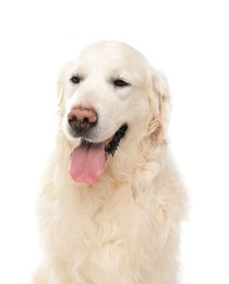 Photo of Cute Golden Retriever dog on white background