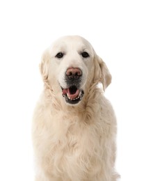 Photo of Cute Golden Retriever dog on white background