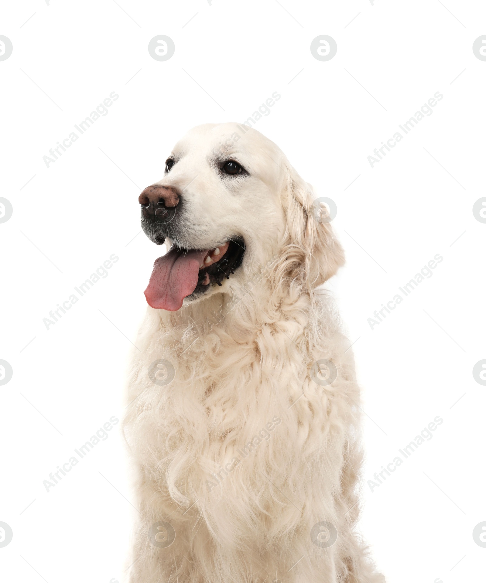 Photo of Cute Golden Retriever dog on white background