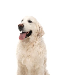 Cute Golden Retriever dog on white background