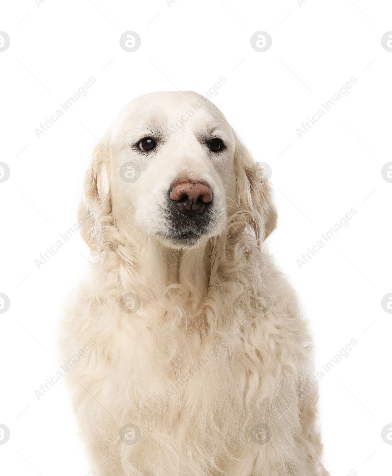 Photo of Cute Golden Retriever dog on white background