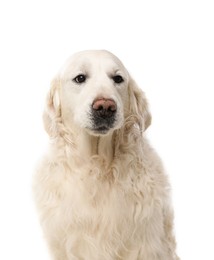 Cute Golden Retriever dog on white background