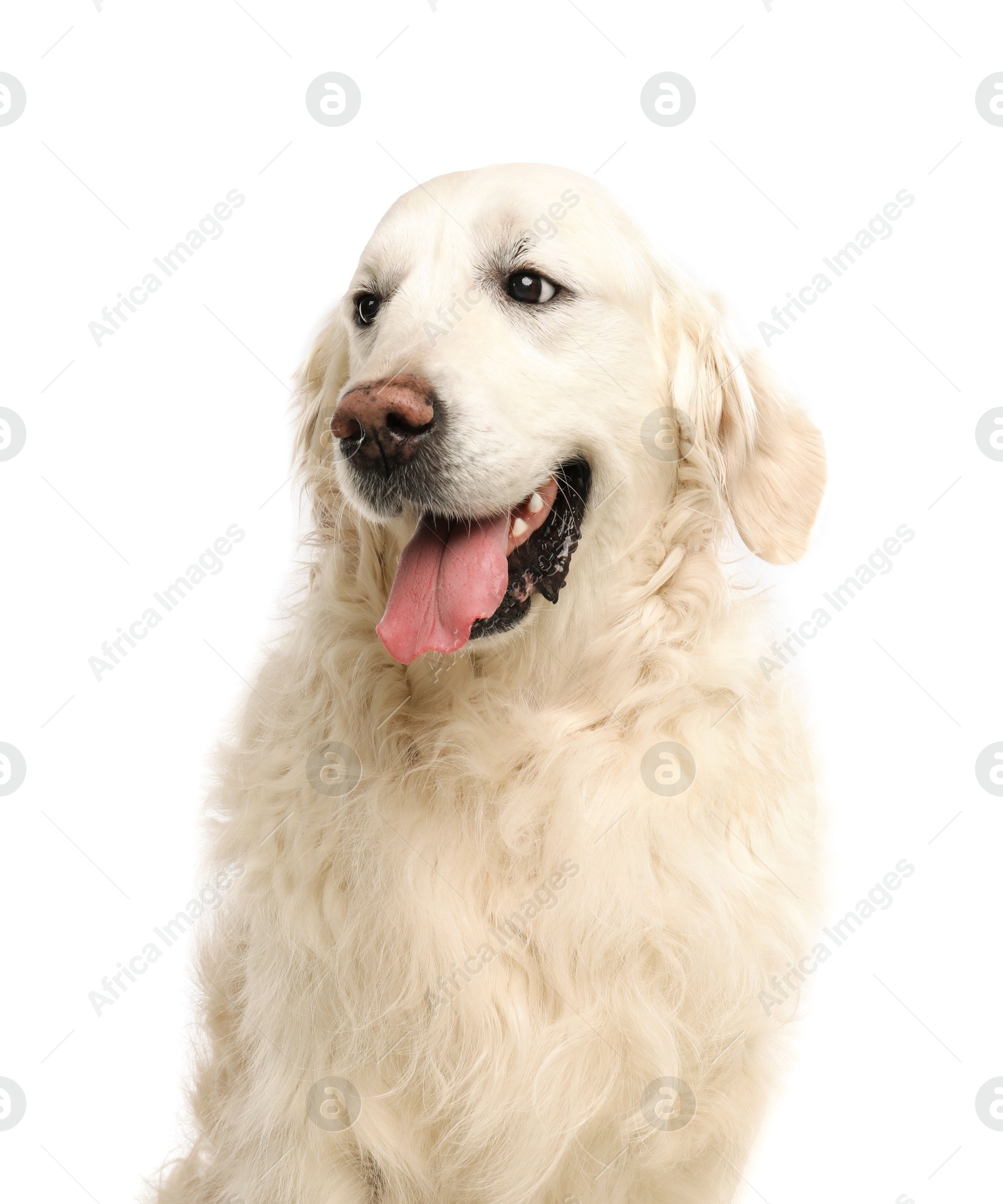 Photo of Cute Golden Retriever dog on white background