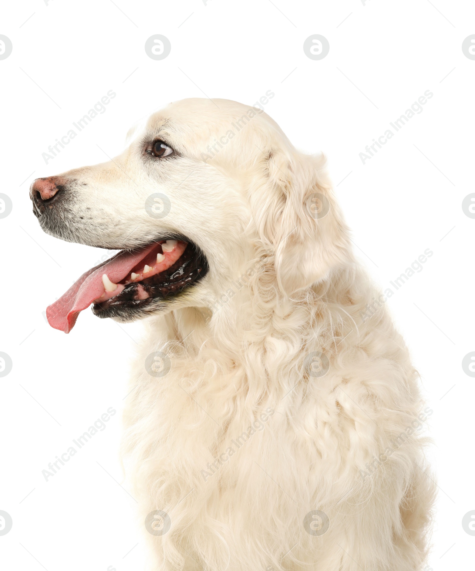 Photo of Cute Golden Retriever dog on white background