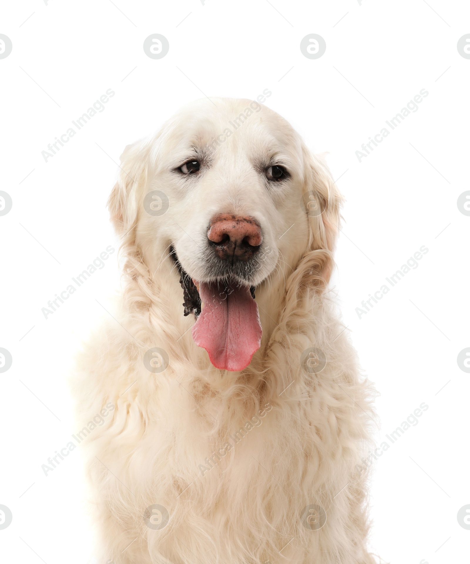 Photo of Cute Golden Retriever dog on white background