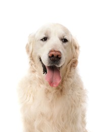 Cute Golden Retriever dog on white background