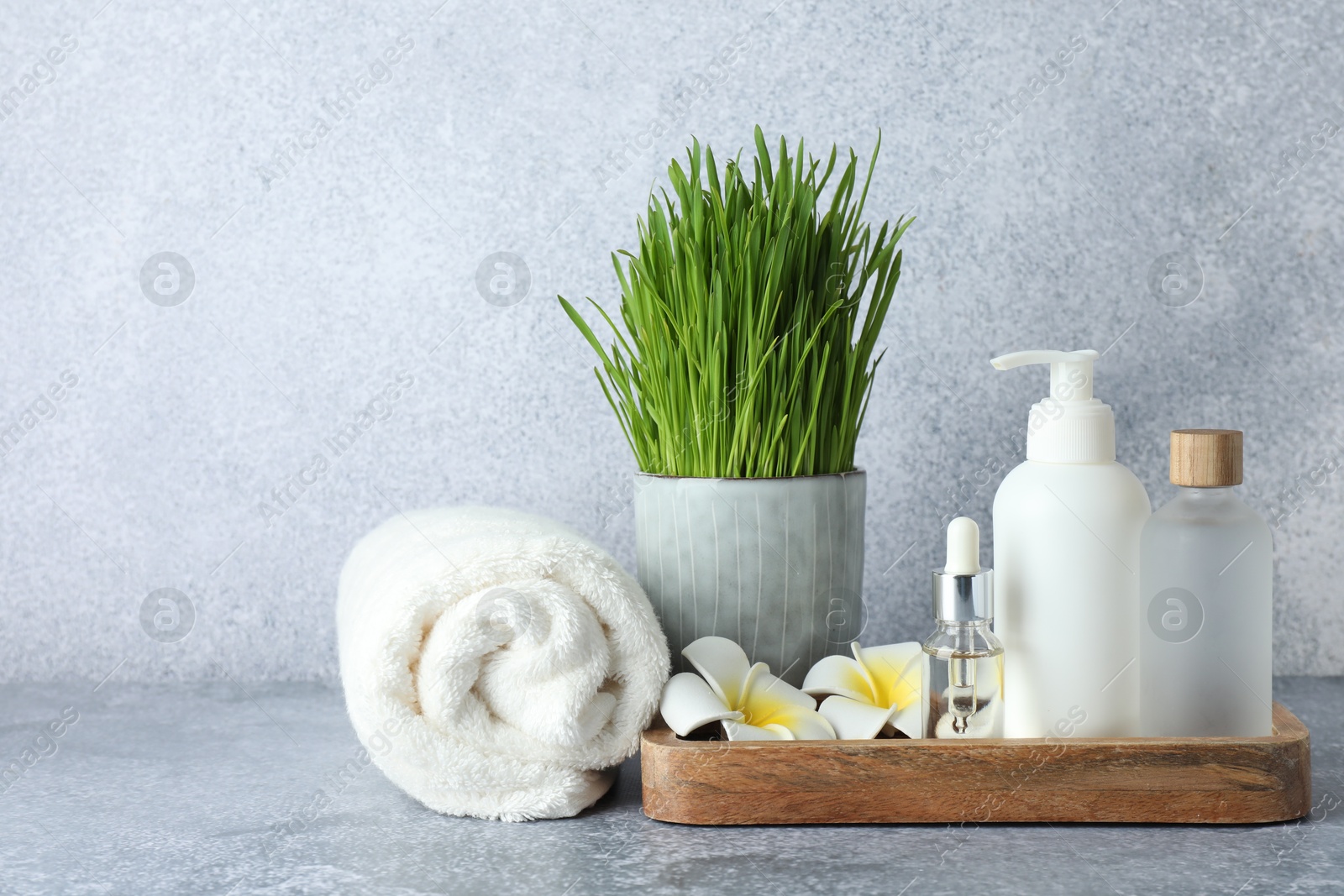 Photo of Spa composition with wheatgrass on grey table. Space for text