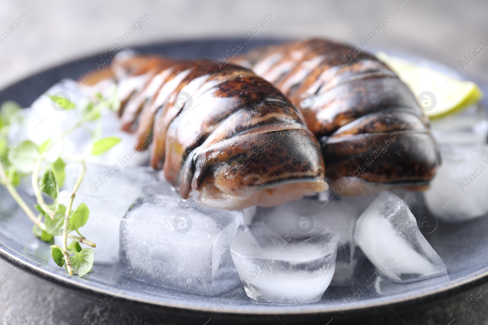 Photo of Raw lobster tails with microgreens and ice on table, closeup