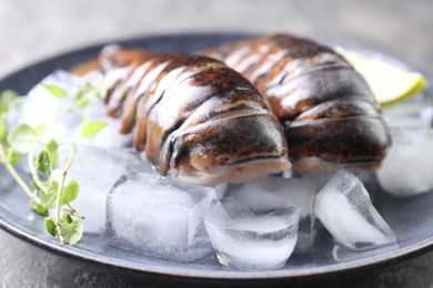 Raw lobster tails with microgreens and ice on table, closeup