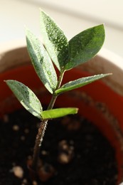 Photo of Plant with green leaves and water drops growing in pot, closeup