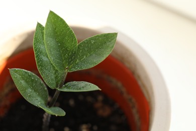 Photo of Plant with green leaves and water drops growing in pot, closeup