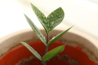 Photo of Plant with green leaves and water drops growing in pot, closeup