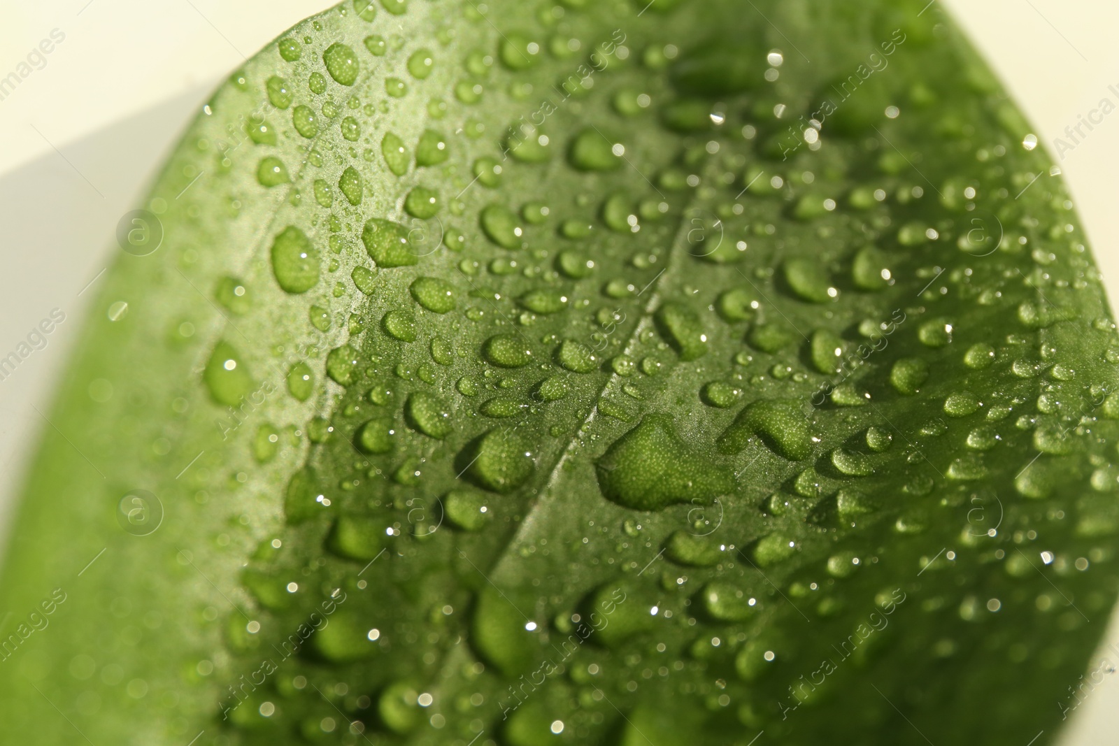 Photo of Green leaf with water drops on white background, closeup