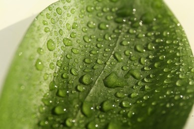 Green leaf with water drops on white background, closeup