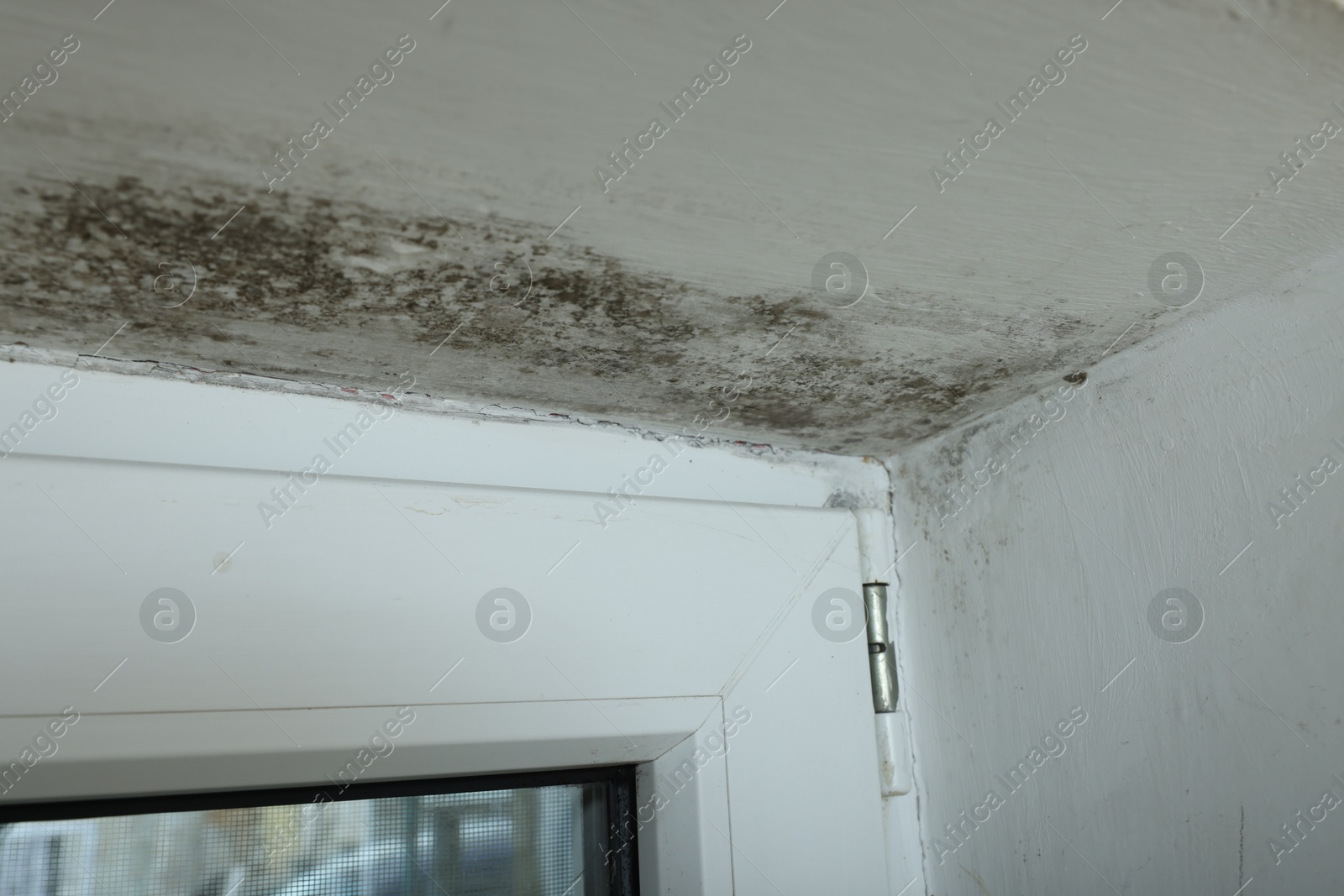 Photo of Window affected with black mold indoors, closeup view