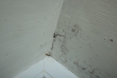 Photo of Wall affected with black mold indoors, closeup view