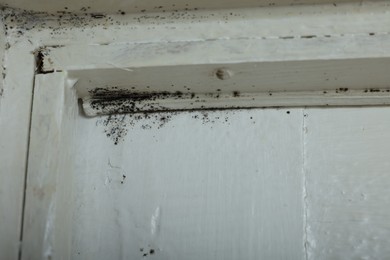 Photo of Wall affected with black mold indoors, closeup view