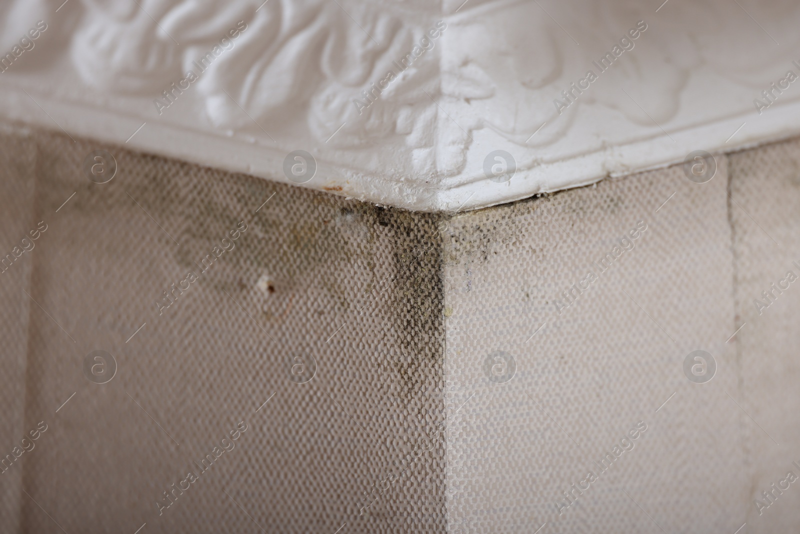 Photo of Wall affected with black mold indoors, closeup view