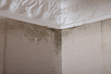 Photo of Wall affected with black mold indoors, closeup view