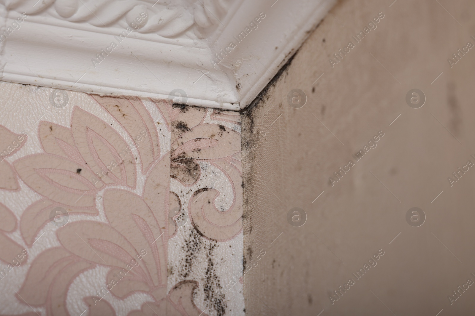 Photo of Wall affected with black mold indoors, closeup view