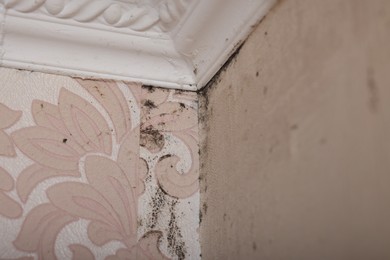 Wall affected with black mold indoors, closeup view