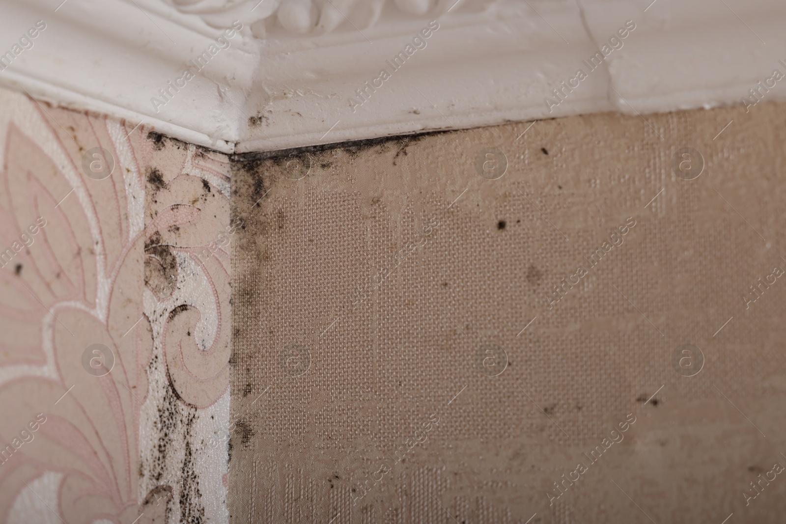 Photo of Wall affected with black mold indoors, closeup view