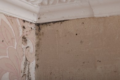 Wall affected with black mold indoors, closeup view