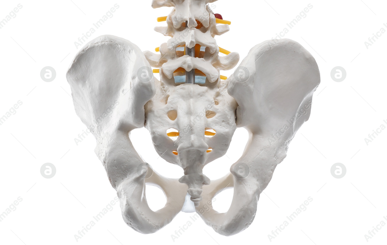 Photo of Artificial human skeleton model isolated on white, closeup