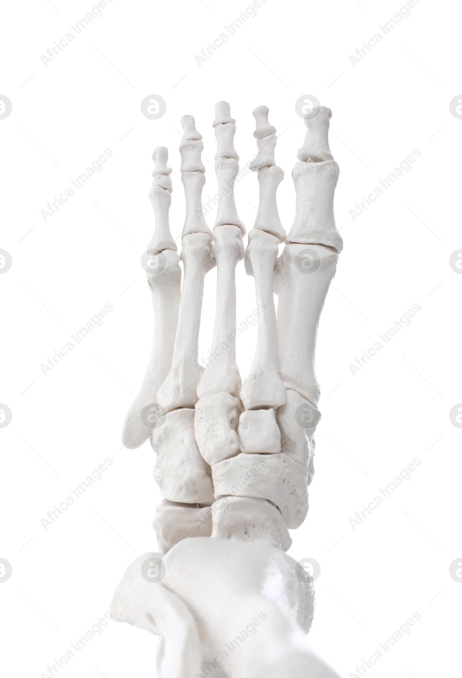 Photo of Artificial human skeleton model isolated on white, closeup