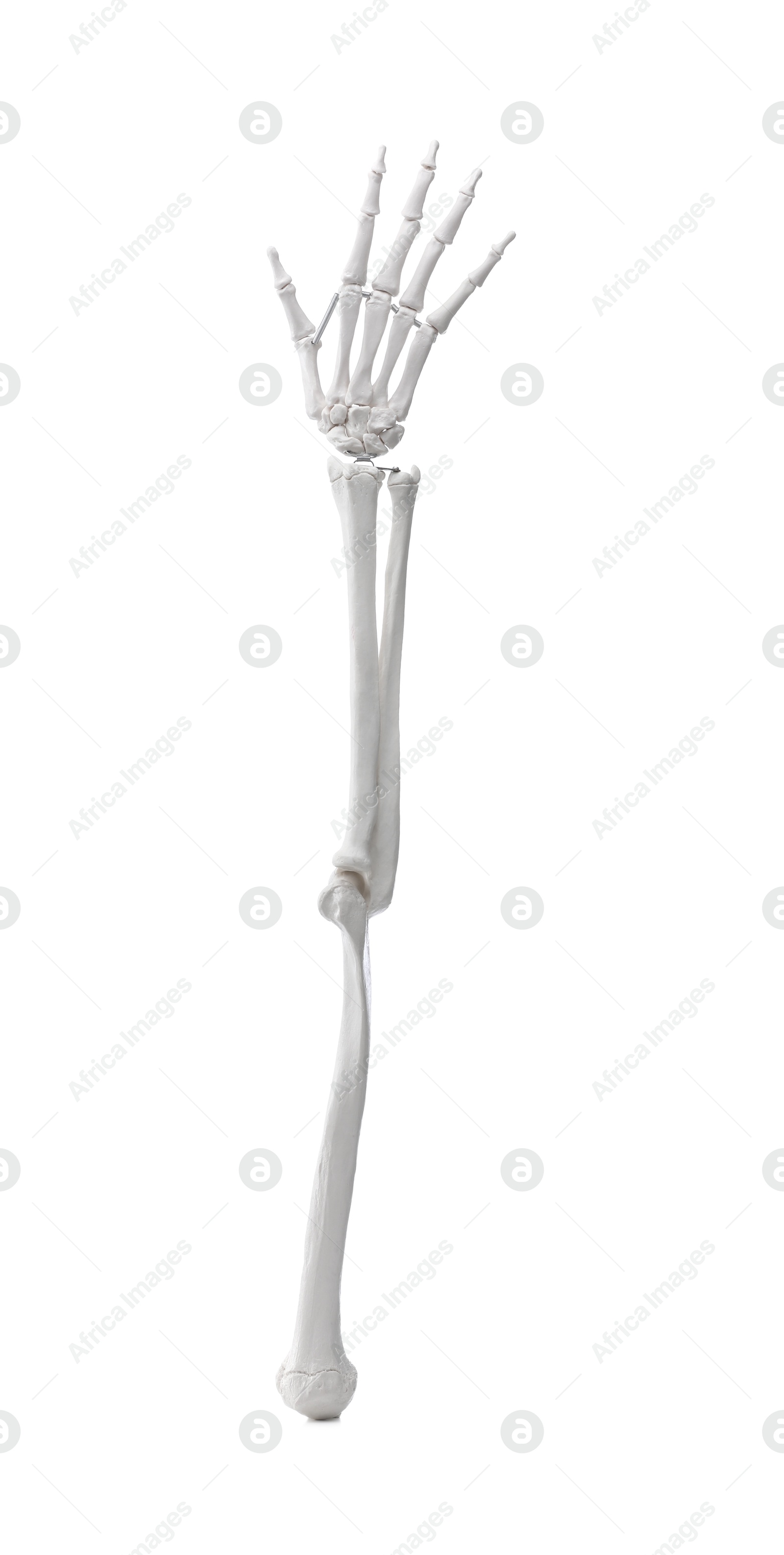 Photo of Artificial human skeleton model isolated on white, closeup