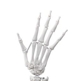 Artificial human skeleton model isolated on white, closeup