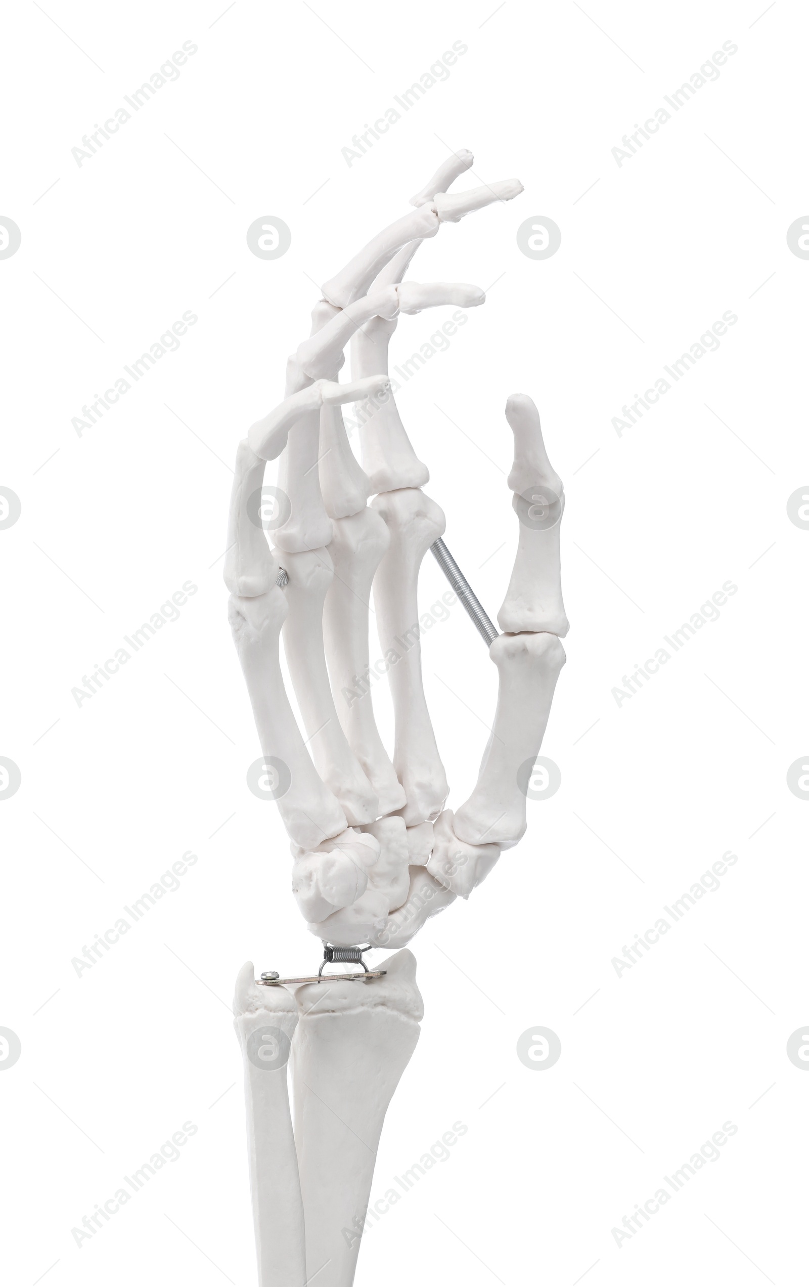 Photo of Artificial human skeleton model isolated on white, closeup